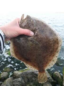 Image of Black Sea brill