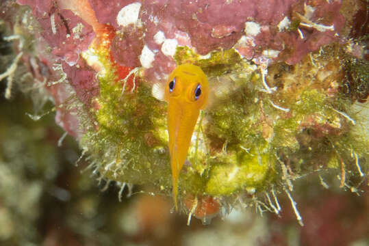 Image of Honey-bee dwarfgoby