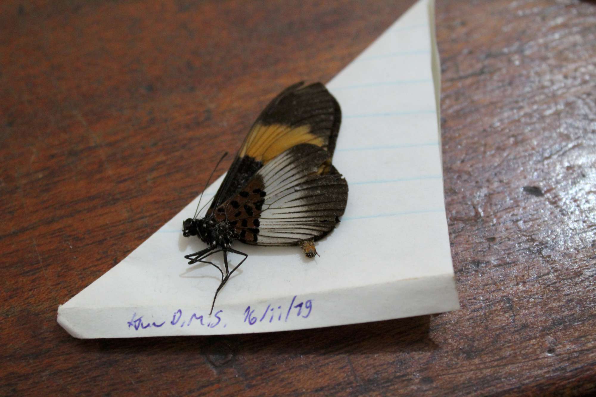 Image of Acraea poggei nelsoni Grose-Smith & Kirby 1892