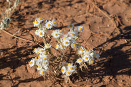 Image of Common White Sunray