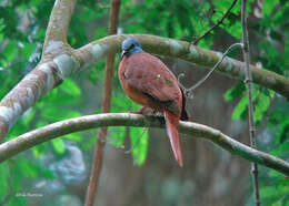 Image of Blue-headed Wood Dove