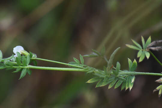 Image of common bird's-foot