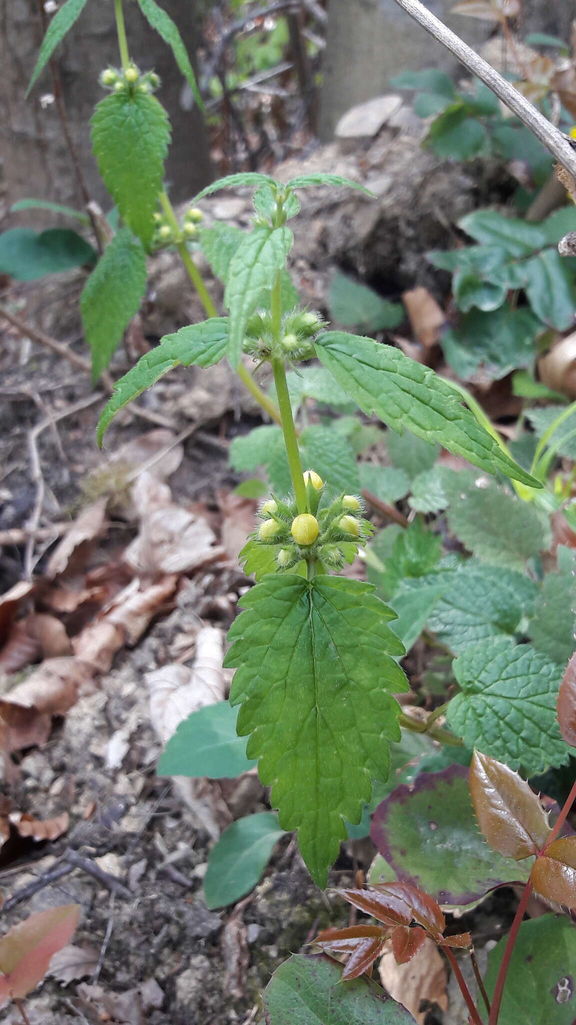 Imagem de Lamium galeobdolon (L.) L.