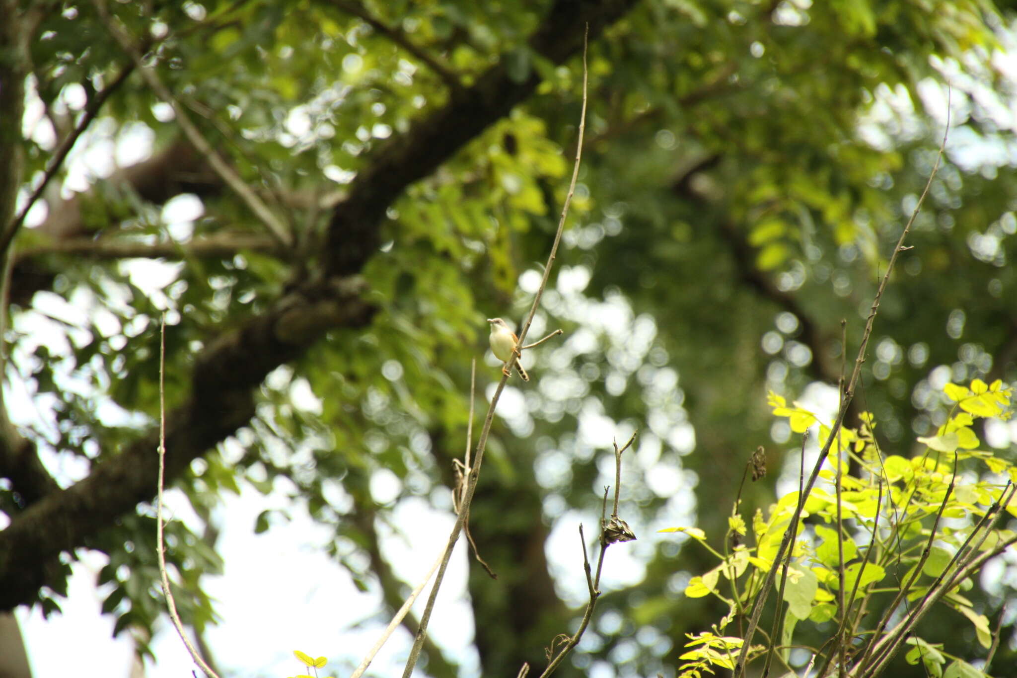 Imagem de Prinia erythroptera (Jardine 1849)