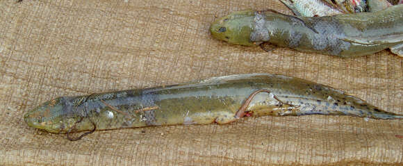 Image of African lungfishes