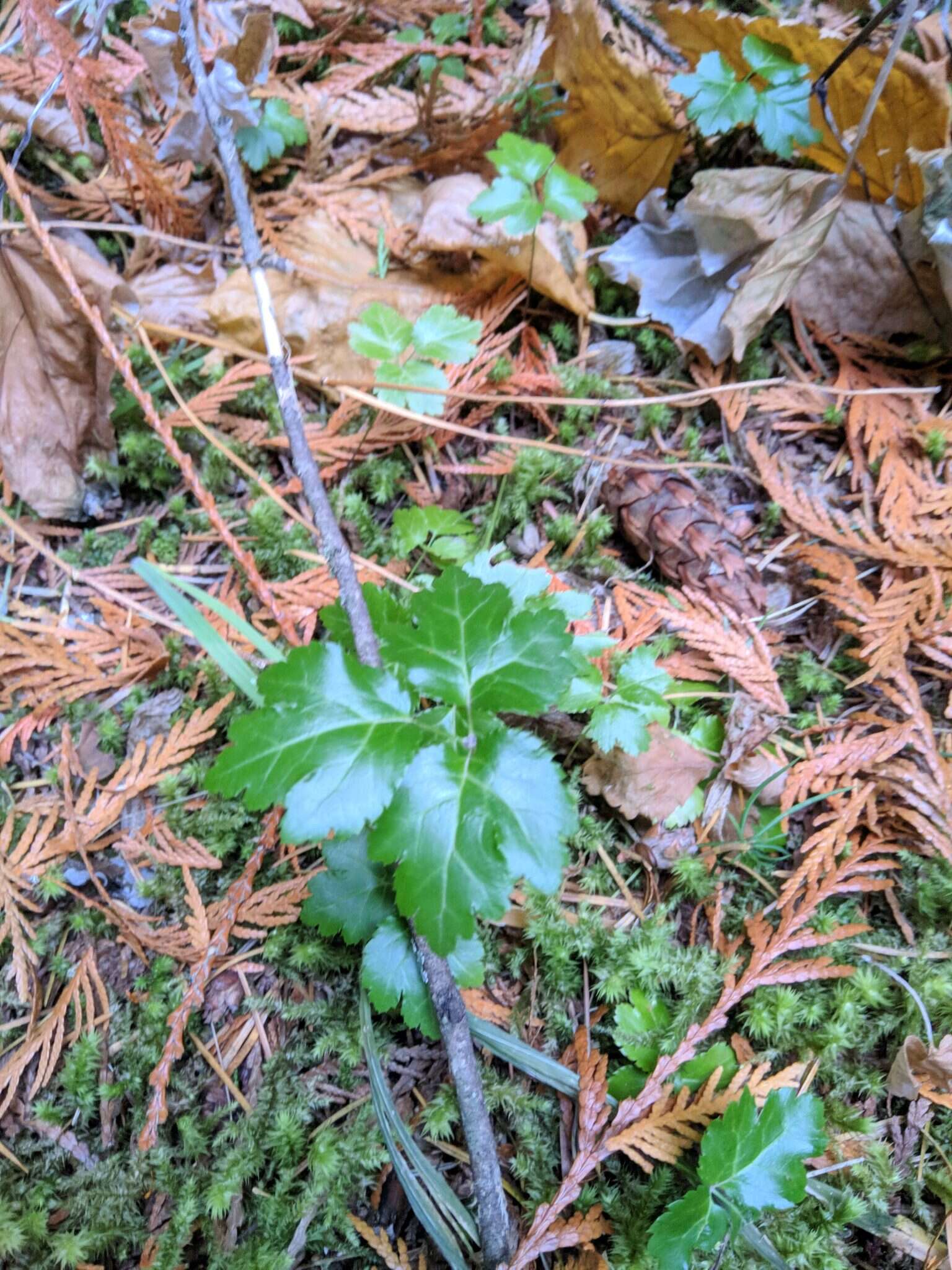 Image of Idaho goldthread