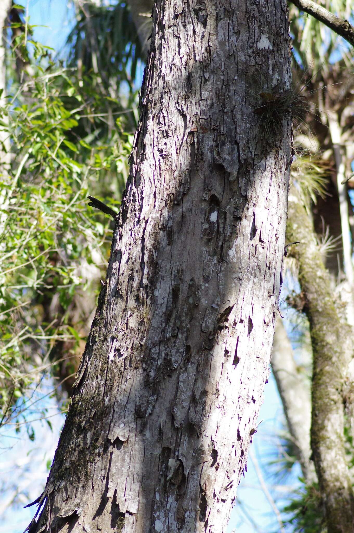 Image of water hickory