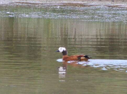 Image of Cape Shelduck