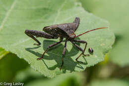 Image of Florida leaf-footed bug