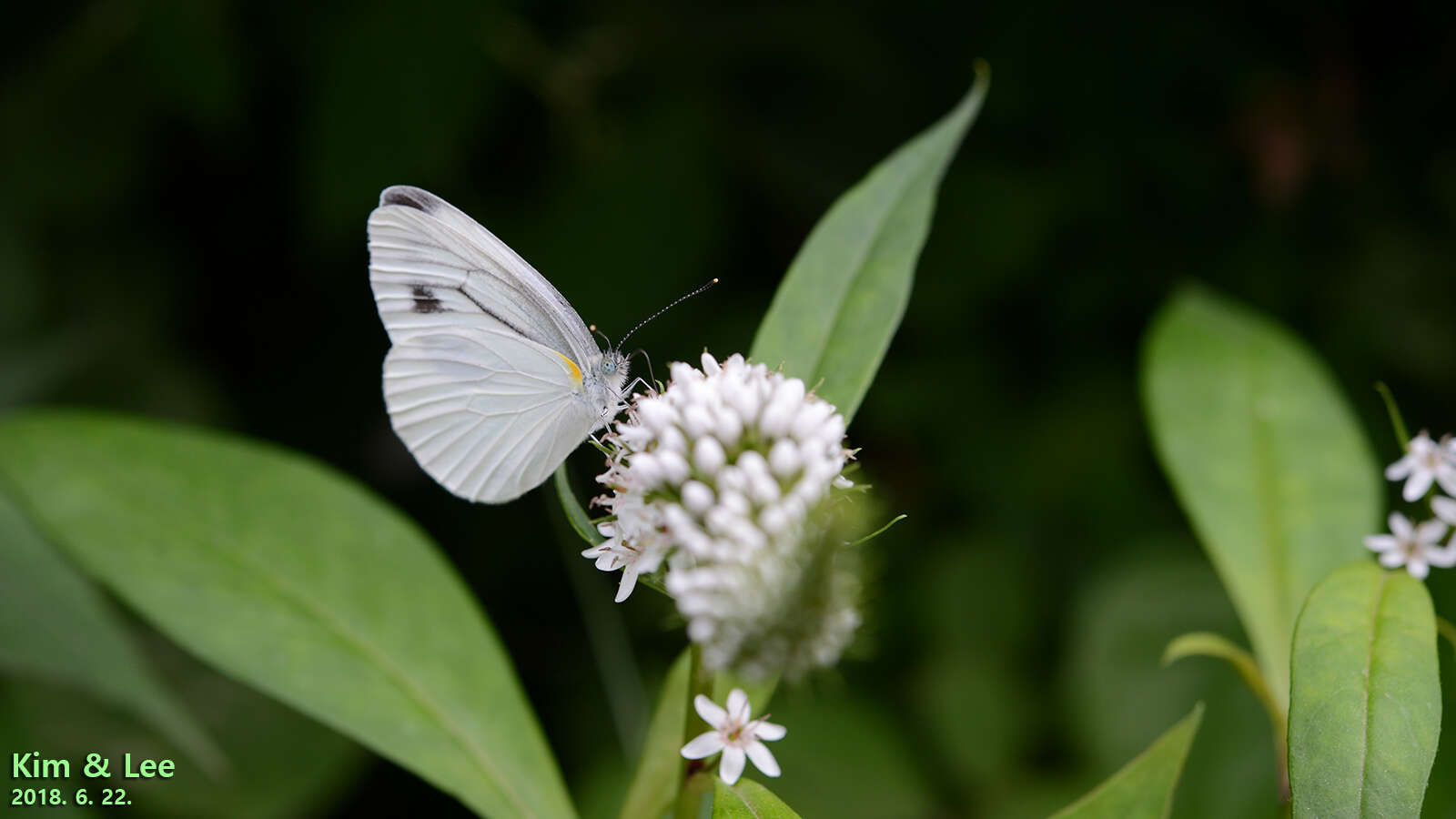 Image of Pieris melete Ménétriès 1857