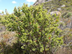 Image of Lambertia inermis R. Br.