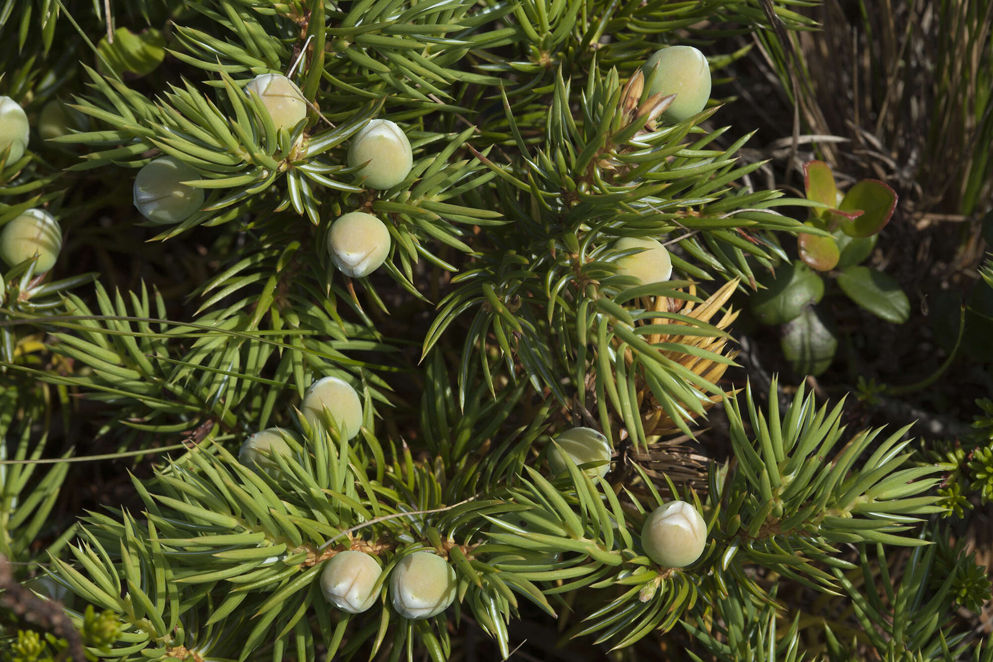 Juniperus rigida subsp. conferta (Parl.) Kitam. resmi