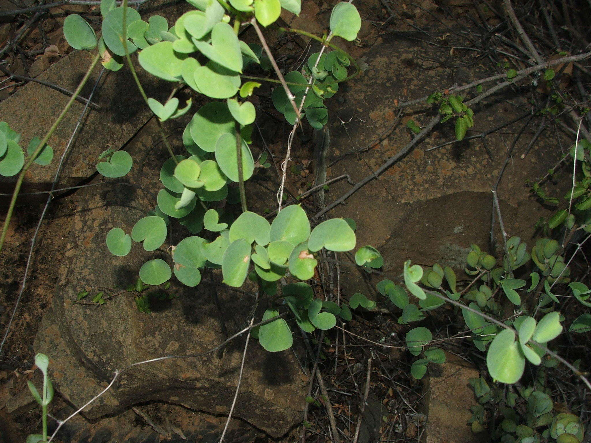 Слика од Dioscorea elephantipes (L'Hér.) Engl.