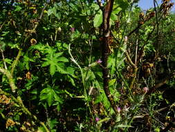 Image of Italian plumeless thistle