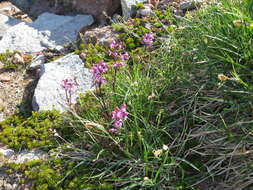 Imagem de <i>Pedicularis ornithorhynchos</i> Bentham