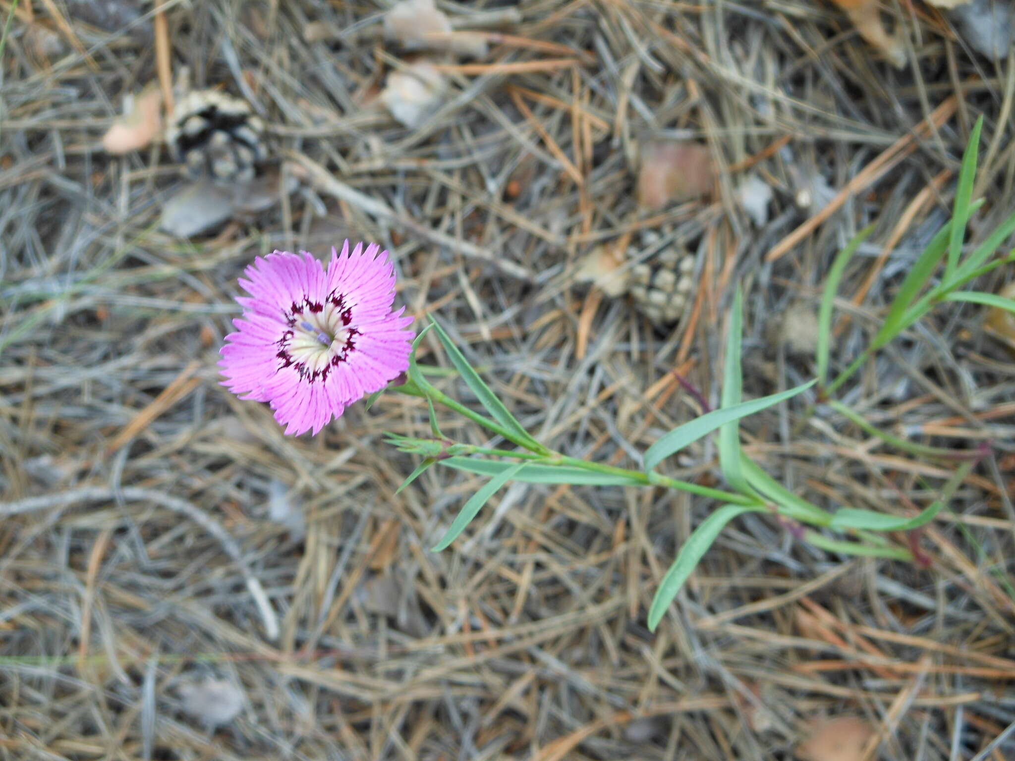 Image of China pink