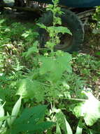 Image of <i>Malva <i>sylvestris</i></i> subsp. sylvestris