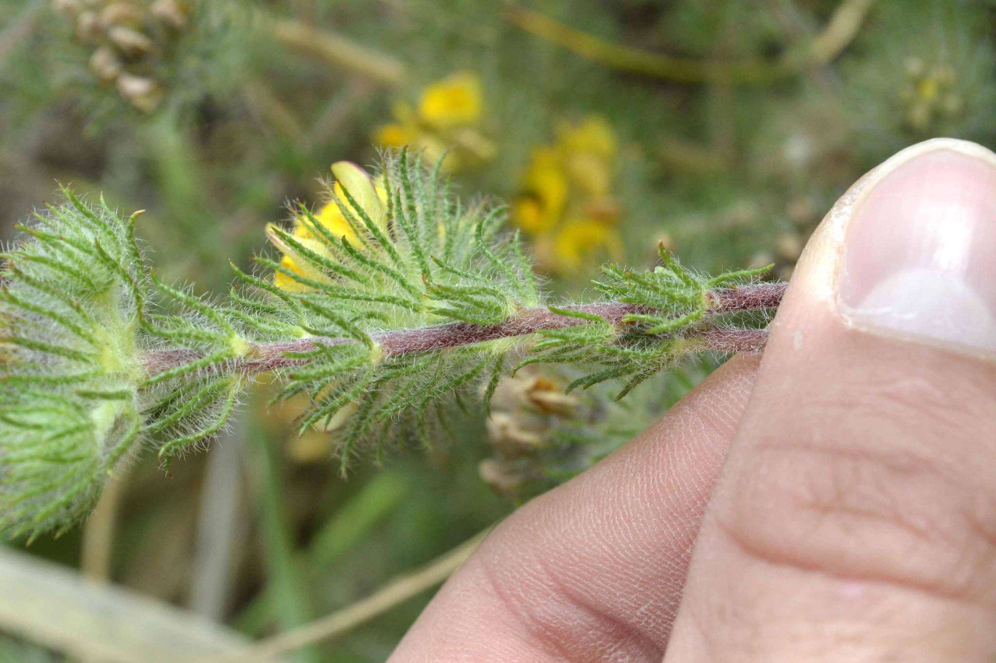 Image of Aspalathus araneosa L.