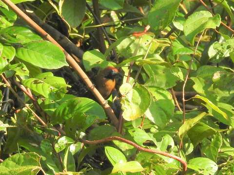 Image of Fluffy-backed Tit-Babbler