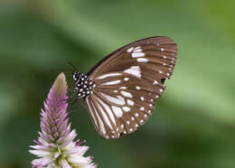 Euploea hewitsonii Felder & Felder 1865的图像