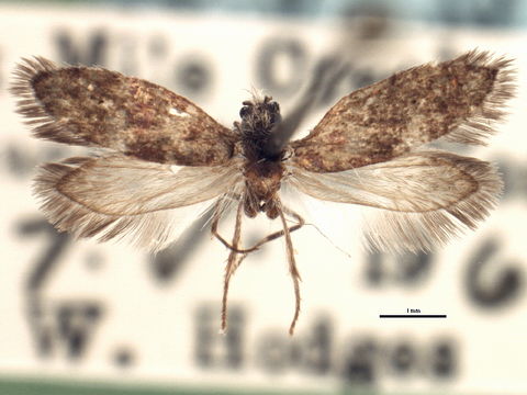 Image of <i>Eriocrania breviapex</i> Davis 1978