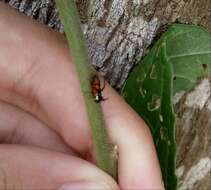 Imagem de Cyphonia trifida Fabricius