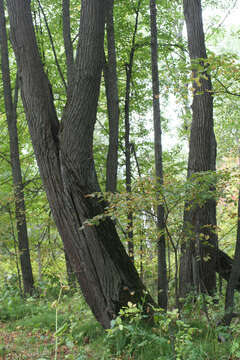 Image of Tilia amurensis var. sibirica (Fisch. ex Bayer) Y. C. Zhu