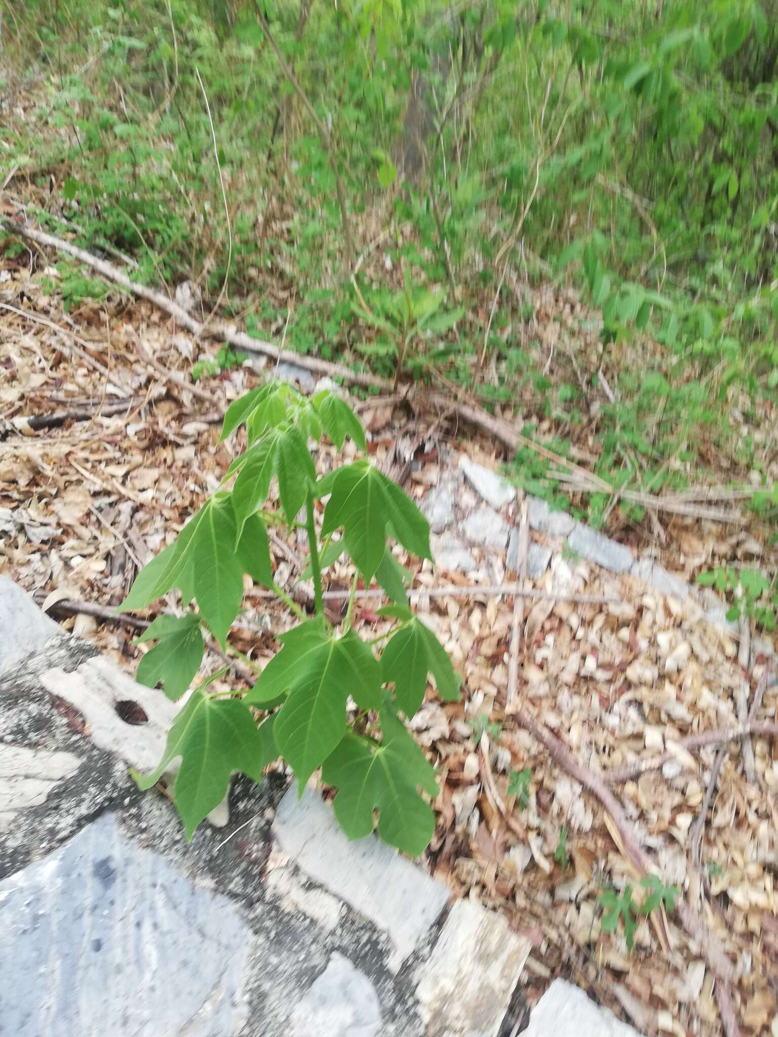 Image of Gyrocarpus jatrophifolius Domin