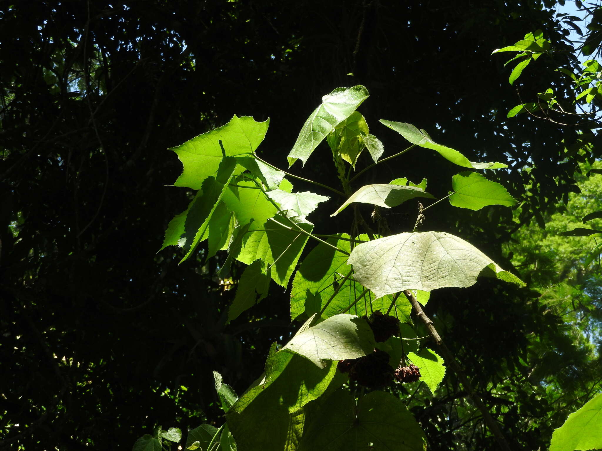 Image of <i>Dombeya</i> × <i>cayeuxii</i>