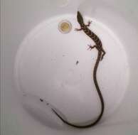 Image of Texas Alligator Lizard