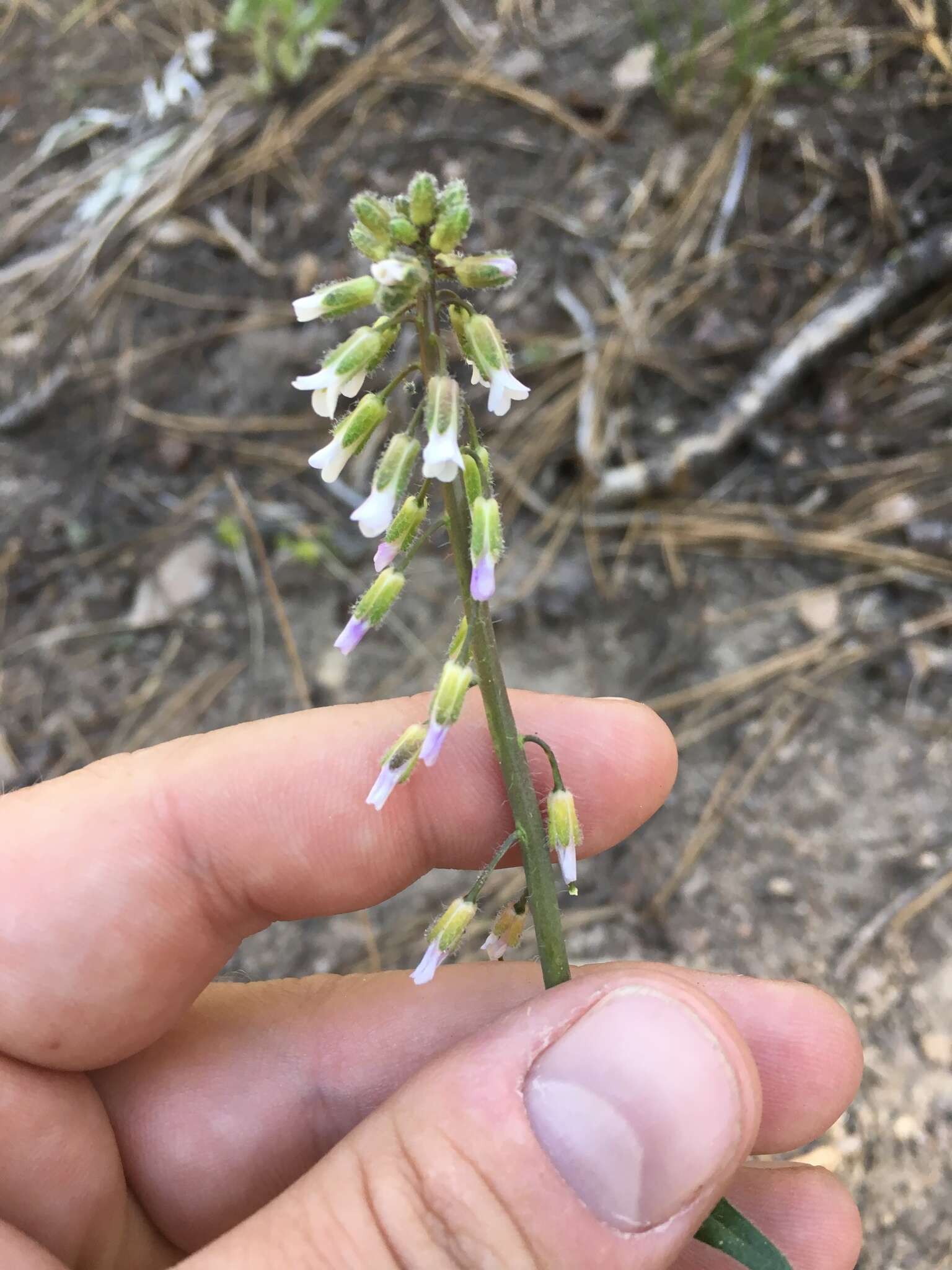 Image of Holboell's rockcress