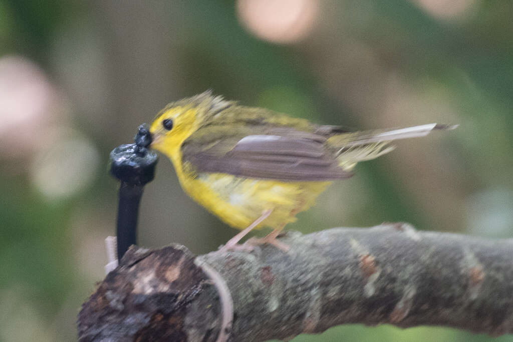 Image of Hooded Warbler