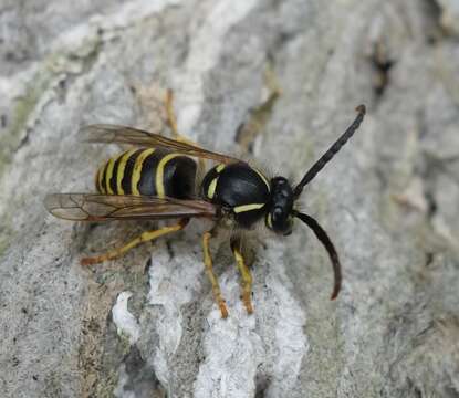 Image of Dolichovespula saxonica (Fabricius 1793)