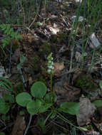 Image of common wintergreen