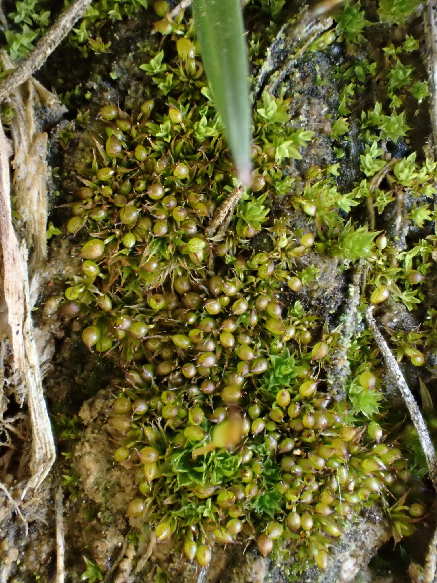 Image of Microbryum curvicollum