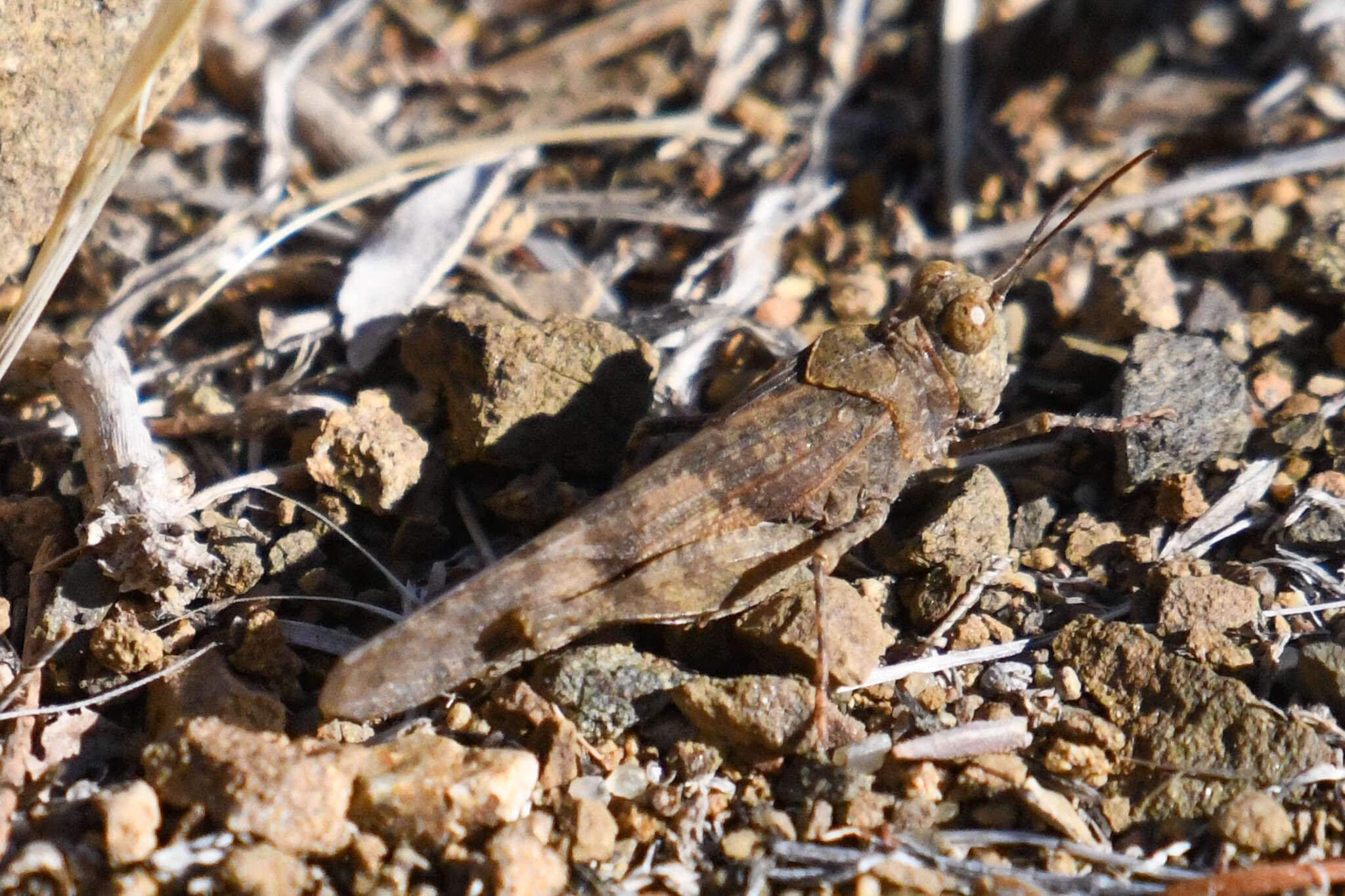 Trimerotropis occidentalis (Bruner & L. 1889) resmi