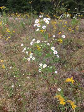 Image of <i>Symphyotrichum <i>pilosum</i></i> var. pilosum