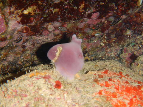 Image of stony sponge