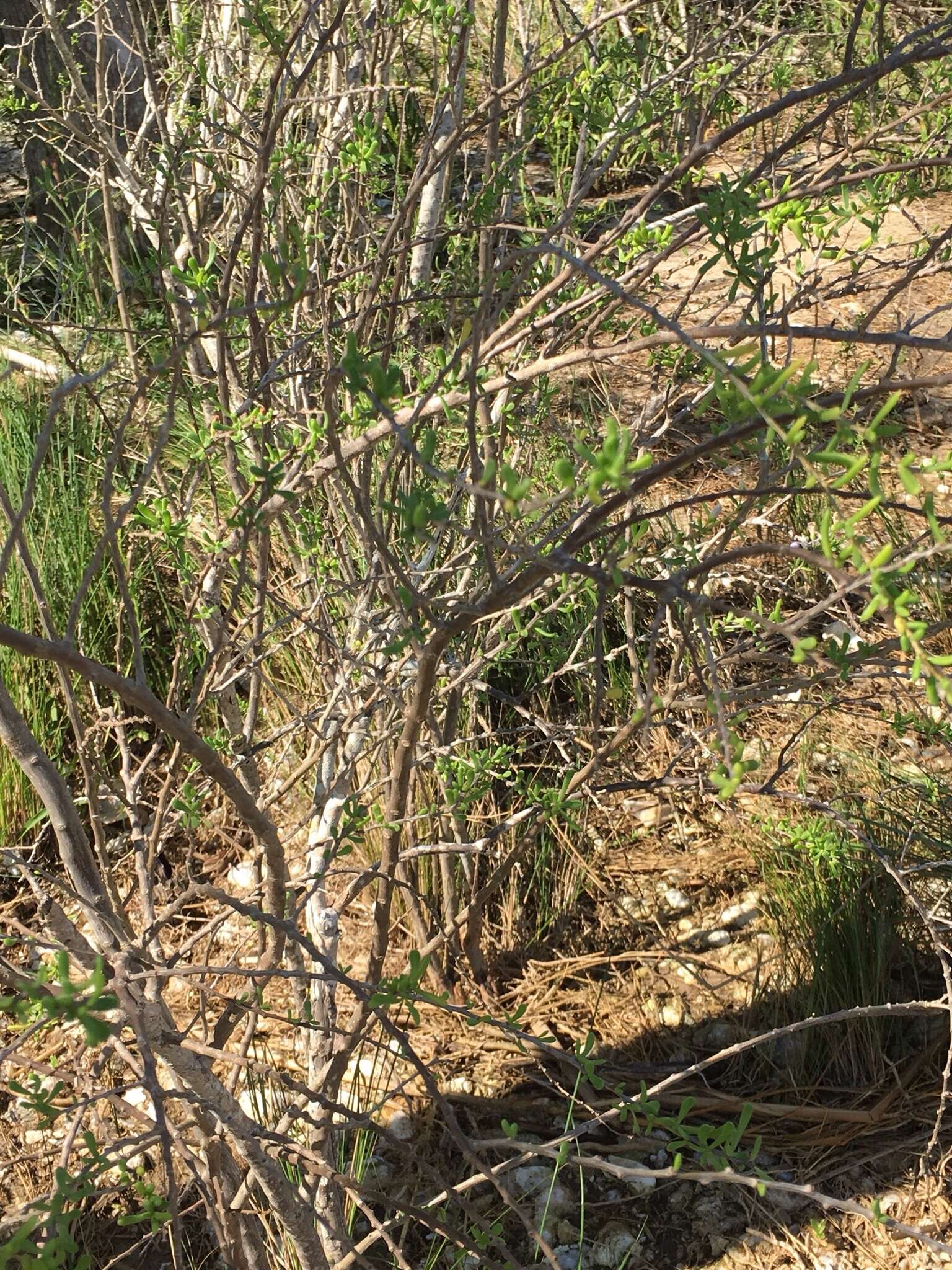 Image of Carolina desert-thorn