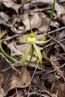 Imagem de Caladenia citrina Hopper & A. P. Br.