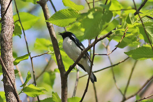 Image of Black-throated Blue Warbler