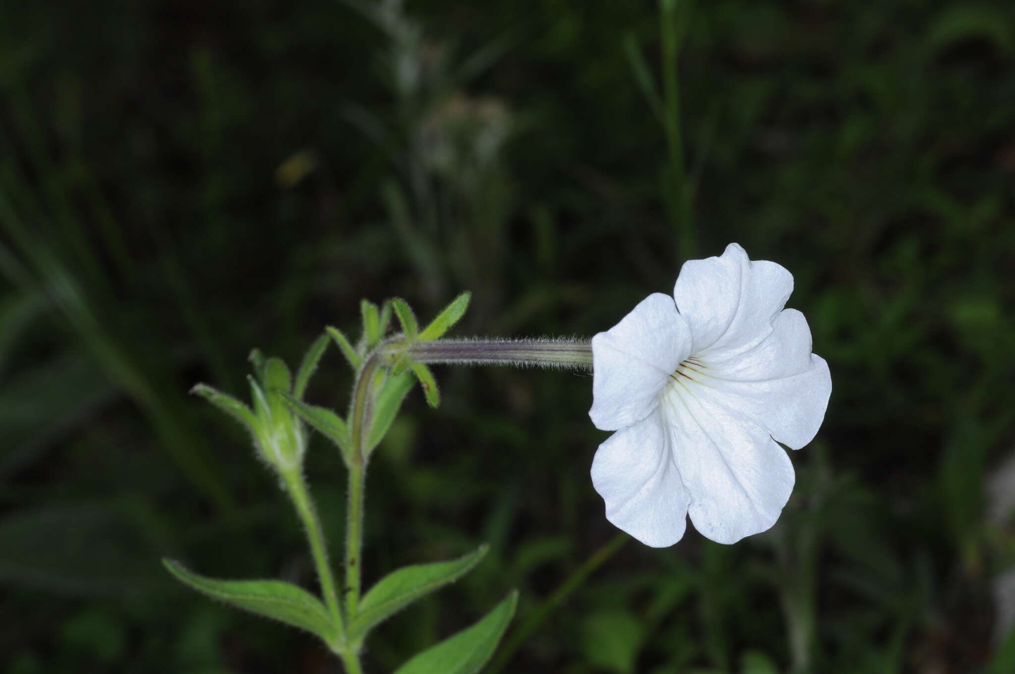 Image of large white petunia