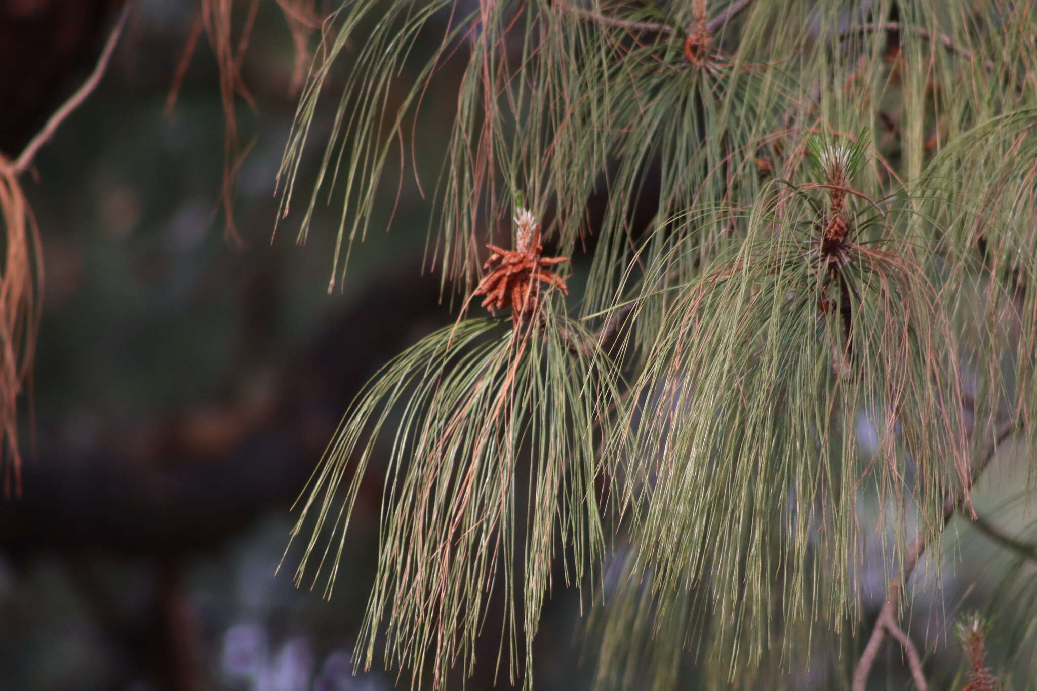 Image of Lawson's Pine