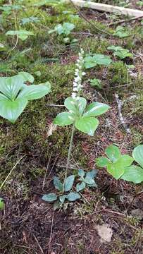 Image of Dwarf rattlesnake plantain (America)