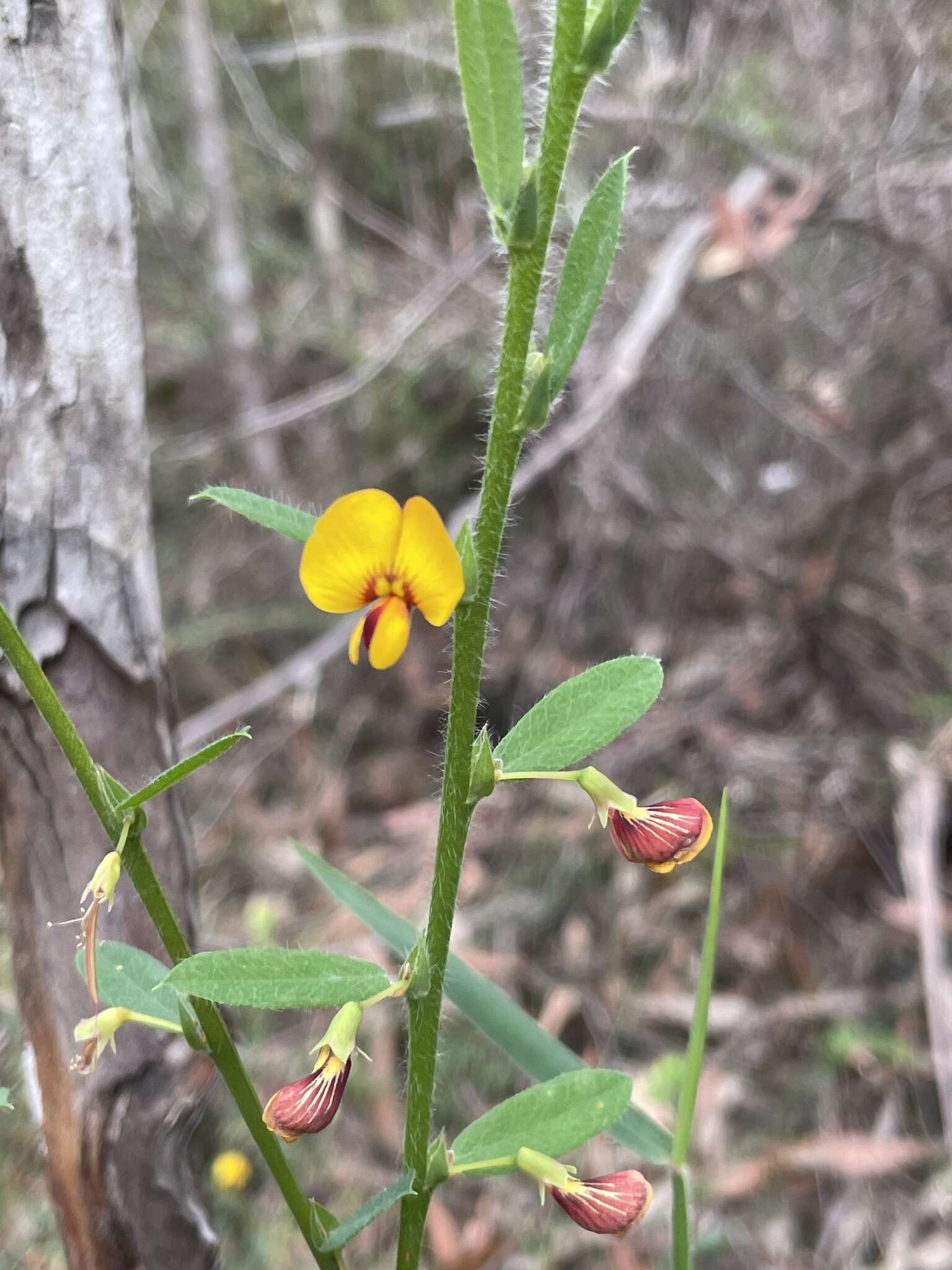 Plancia ëd Bossiaea stephensonii F. Muell.