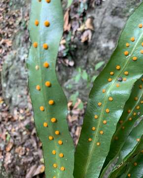 Image of Fortune's Ribbon Fern