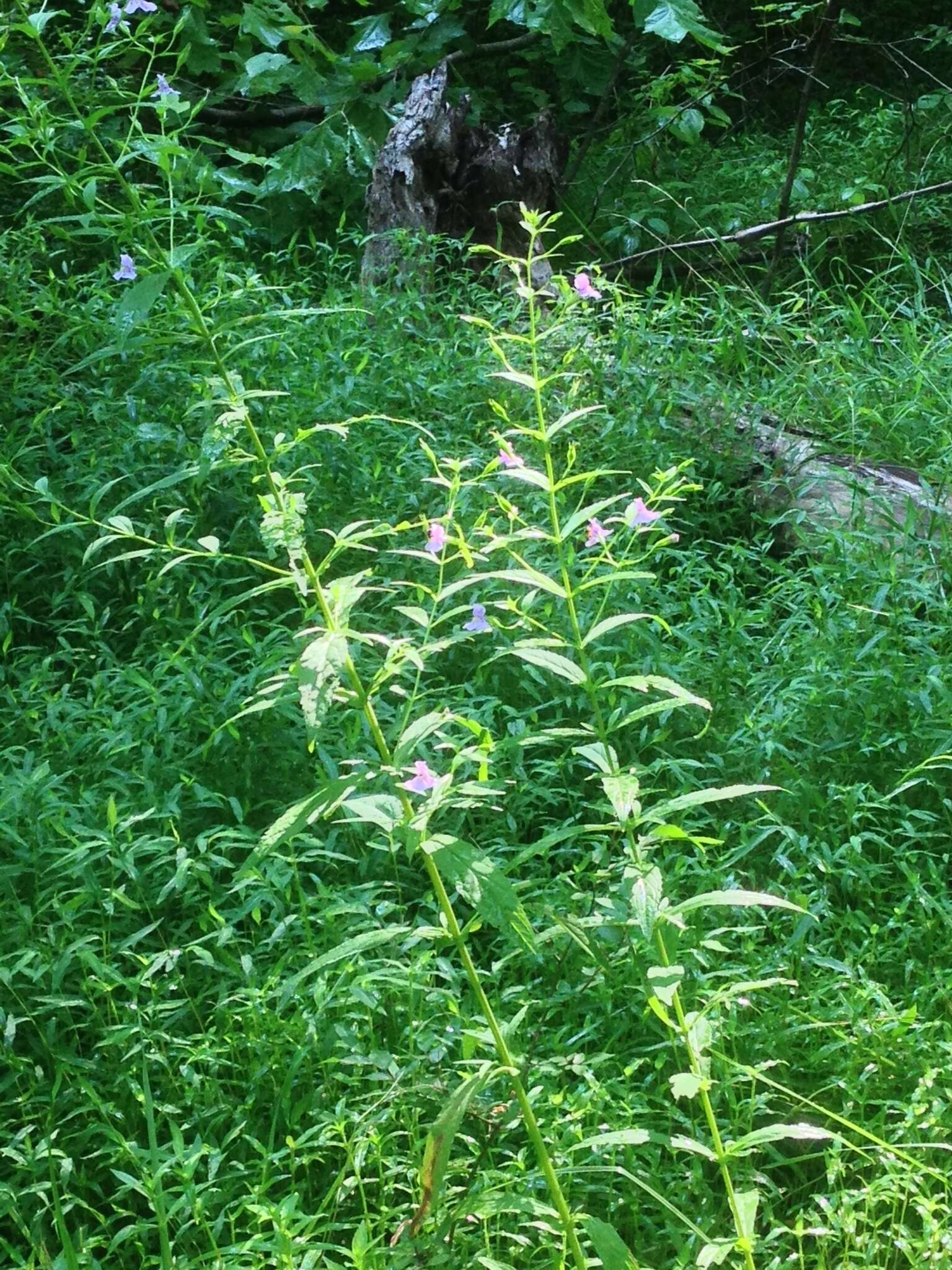 Image of Allegheny monkeyflower