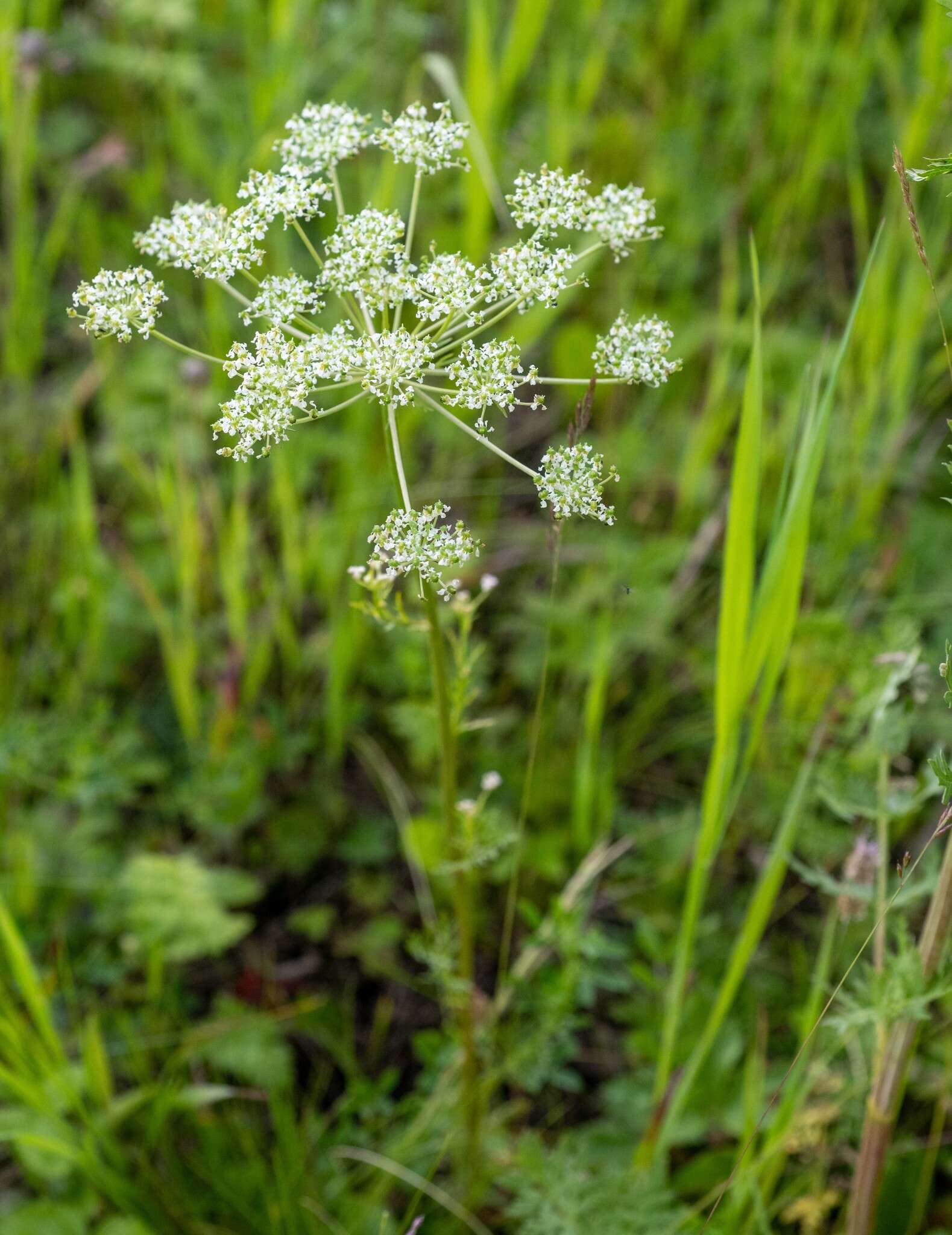 Aulacospermum anomalum (Ledeb.) Ledeb. resmi