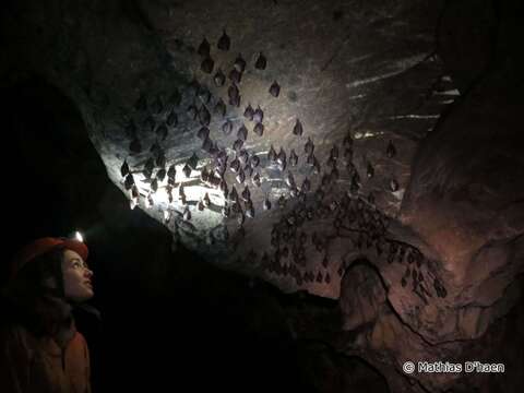 Image of Lesser Horseshoe Bat