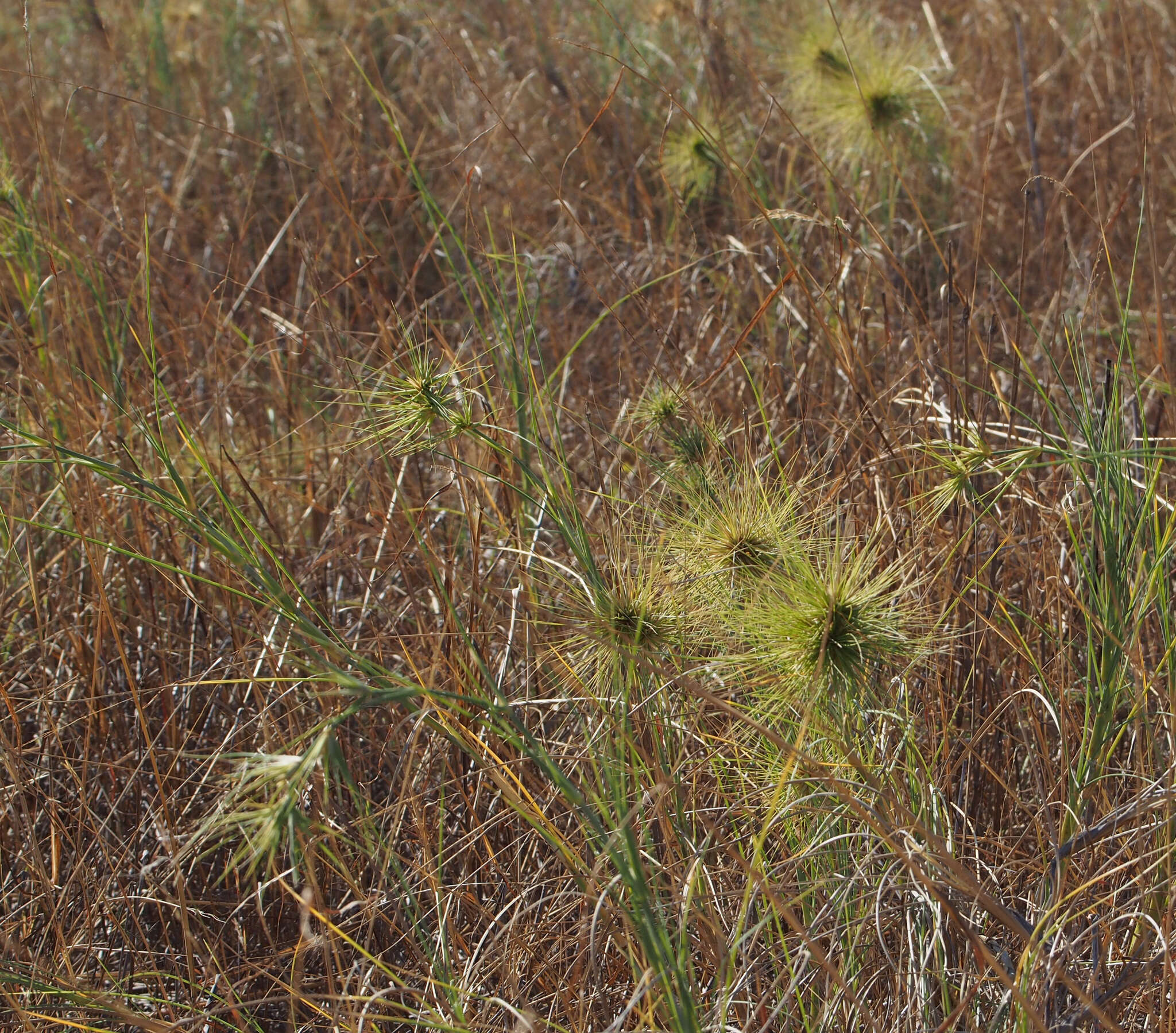 Imagem de Spinifex longifolius R. Br.